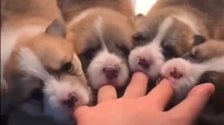 让小动物带走你的不开心吧，美好的一天 从现在开始！