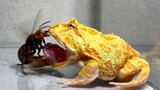[Động vật cảnh] Khi ếch trâu gặp ong mật. A!!!! Lưỡi của ta!!!!