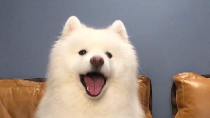Chú chó Samoyed biểu diễn bị lỗi, nó cũng vội vàng trốn đi ngay.
