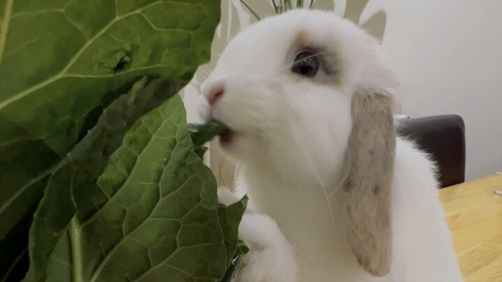 (รวมสัตว์โลก) เลี้ยงกระต่ายไว้ที่บ้านแบบปล่อย อย่าวางผักไว้เชียว