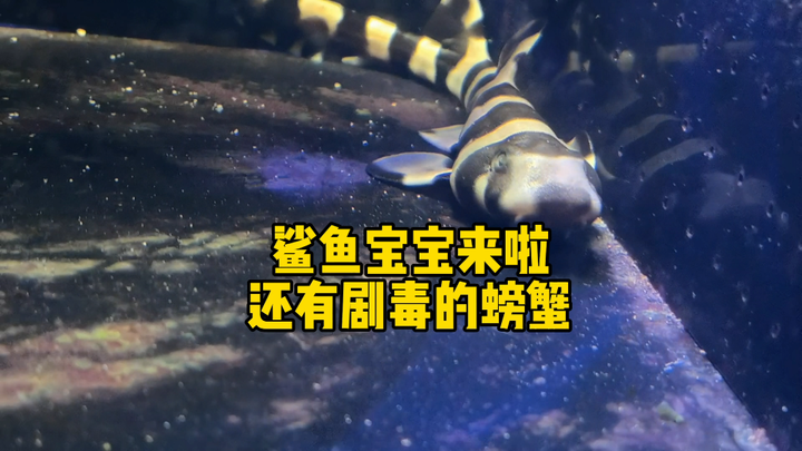 Cute Baby Shark and Highly Poisonous Crab