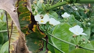 beutyful flower..