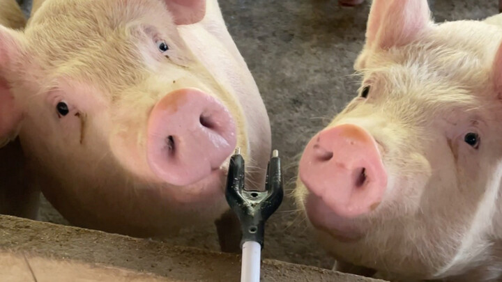 Babi Tahan Listrik yang Cuma Ngomong Aja