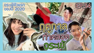 ฤดูกาลทำคลอดจระเข้เริ่มขึ้นแล้ว!! วินาทีเป็นแม่จระเข้เต็มตัว EP.34