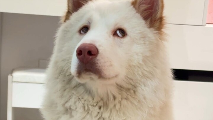 ตอนนี้เลี้ยงหมาไปครึ่งตัว แล้วกำลังจะเสียมันไปทั้งตัวเลย