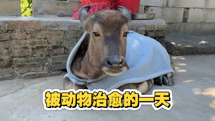 The little calf learns to graze from the little donkey—how utterly absurd, haha!