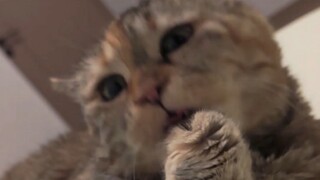 بصوت عالٍ يكره أن أمي لا تلعق فرائها قبل النوم