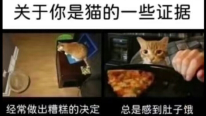 Silly meme images | Some evidence that you’re a cat