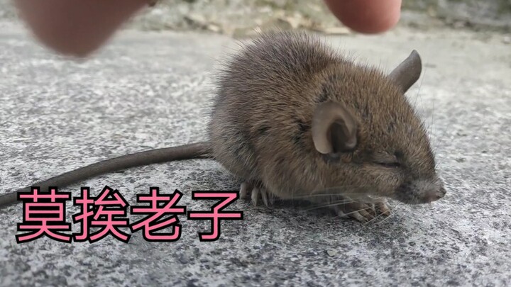 太蠢了！发现一只呆萌小野鼠在家门口打盹儿，然后……