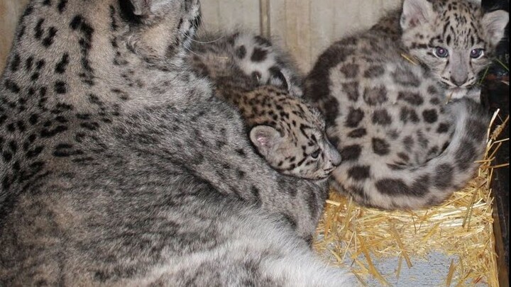 Bayi macan tutul salju yang baru lahir di kebun binatang itu super menggemaskan—!