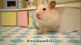 ความฉลาดของเจ้าหนูแฮมสเตอร์