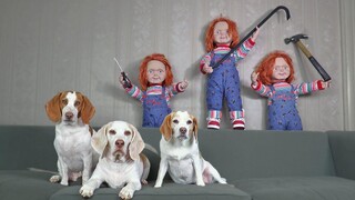 Dogs vs Chucky Invasion Prank สุนัขตลก Maymo Penny & Potpie Halloween Pranks