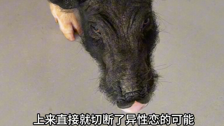 ตอนต่อไปหลังจากเก็บหมูมาได้หนึ่งตัว