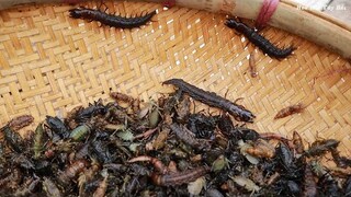 Ăn Sâu Nước & Làm Ruộng | Hoa Ban Tây Bắc