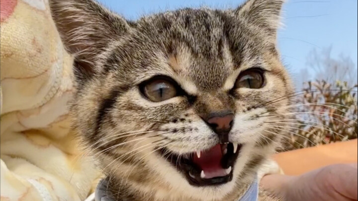 เมื่อได้เป็นแม่ของลูกแมวแล้ว ถึงได้รู้ว่าการบันทึกคือสัญชาตญาณ