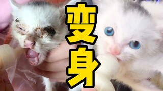 脓液封眼的小白猫华丽蜕变，给我变！【和猫住】
