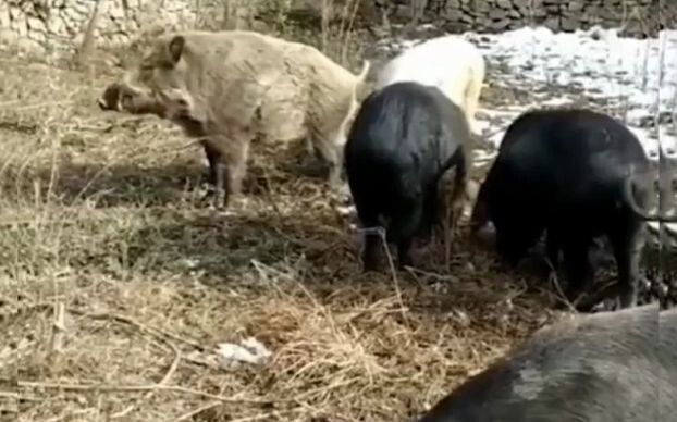 Bajie: I’ll be back!