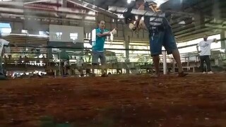 white kelso win (2 cocks derby)