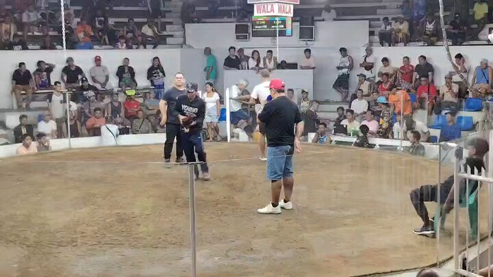 2nd fight Winner 8months old #gamefowl #moneymaker