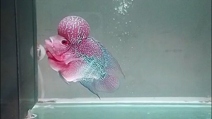 progres SRM 🔥🔥🔥