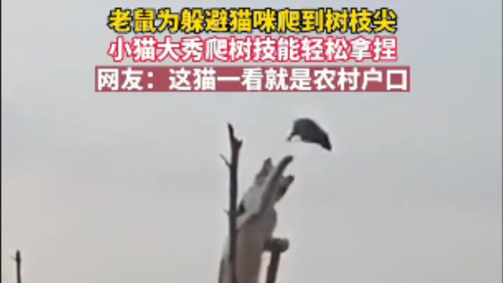 正写放猫是老鼠的天敌，倒着放感觉猫有点怕老鼠呢！