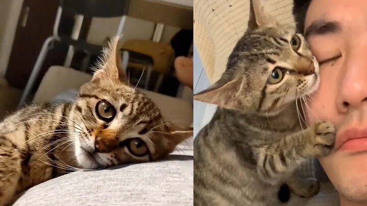Heartwarming moment: After being rescued and taken in for over 40 days, the injured stray cat still 