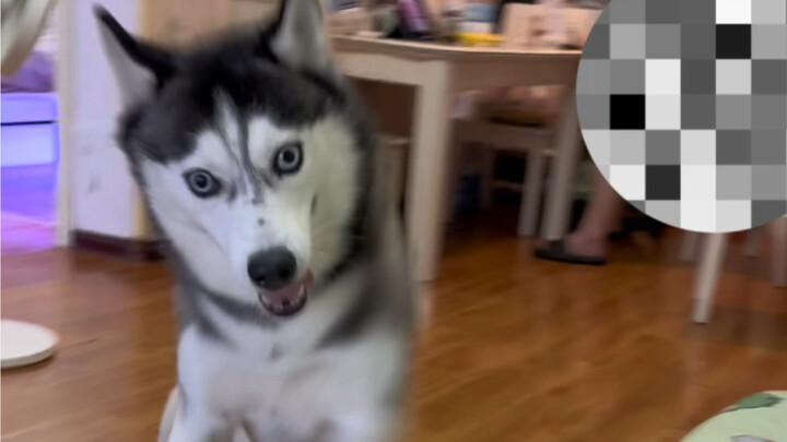 Nhà ai mà nuôi chó Husky vậy, nghịch ngợm chết đi được