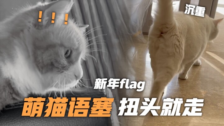 Chủ nhân lập kế hoạch năm mới cho mèo, Đại Mi nghe xong quay đầu bỏ đi, còn cô nàng lắm mồm Tiểu Mi 