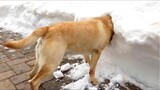 Dogs And Cats Play In Snow - Funny Pets Reaction | Pets Town