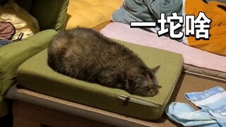 ใครกันนะ! มาถ่ายอึไว้ที่บ้านฉัน...แมวเศร้าสุดๆ!