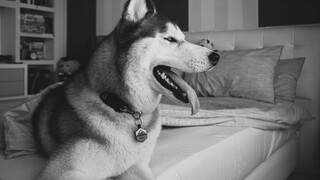 My Husky WON'T Let Me Make The Bed!