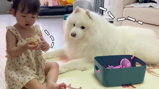 Pet | Samoyed Eats Ice Cream|Mukbang