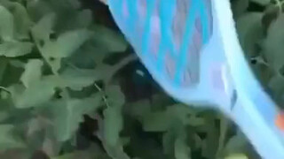 太残忍了，拍视频的人没有心吗？