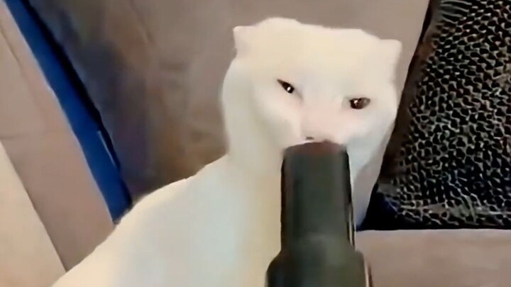 Who on earth invented the white cat?