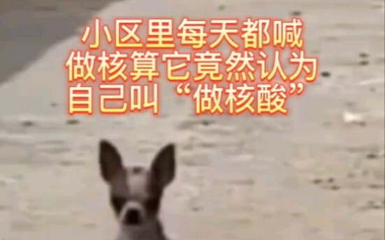 Anak anjing mengira namanya adalah "Tes PCR".