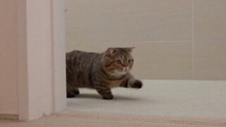 "Parade Steps of Cats"
