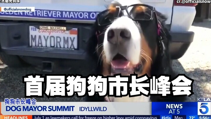 KTT Walikota Anjing Perdana Digelar! Max, si Golden Retriever yang menjabat walikota, berdebat sengi