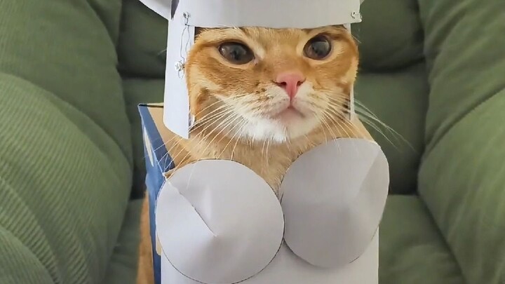 Internet Personalities, Episode 26: QQ Cat