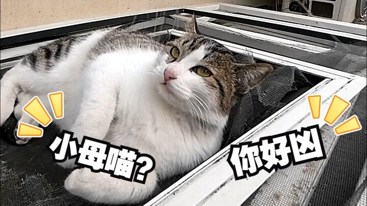 Meow? A "Sleeping Beauty Cat"? Ah! Kitty, you're so mean!