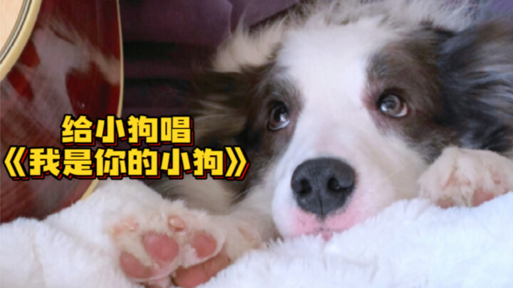 Anak anjing tertidur sambil mendengarkan lagu—apa dia tahu lagu itu tentang dirinya?