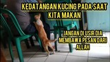 Subhanallah Kucing Jalanan Ini Minta Makan Hanya Kepada Orang Yang Di Pilihnya Ini Buktinya..!