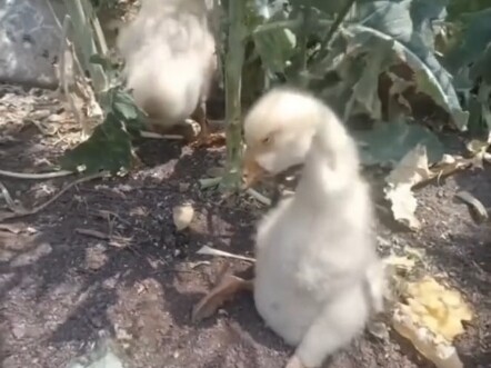 Món ăn kèm của bạn đã làm lu mờ cả thực đơn chính rồi!