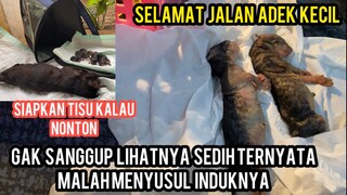 Kisah Anak Kucing Paling Sedih Induknya Mati Saat Oprasi Dan Anaknya Menyusul Ke Sisi Tuhan..!