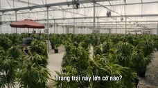 Ông Trùm vùng Tulsa (Phần 2) EP 10 [Sub Việt]