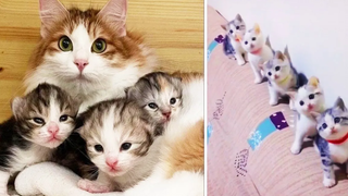 Best Kittens Videos - Am I So Cute Ep 1