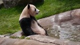 【大熊猫】为什么能成为濒危物种，原来洗个脚都是有风险的。