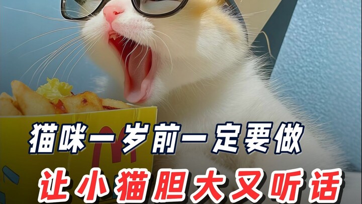 5-Step Socialization Training for Cats ✅: Raise a Gentle, Friendly Cat 😸