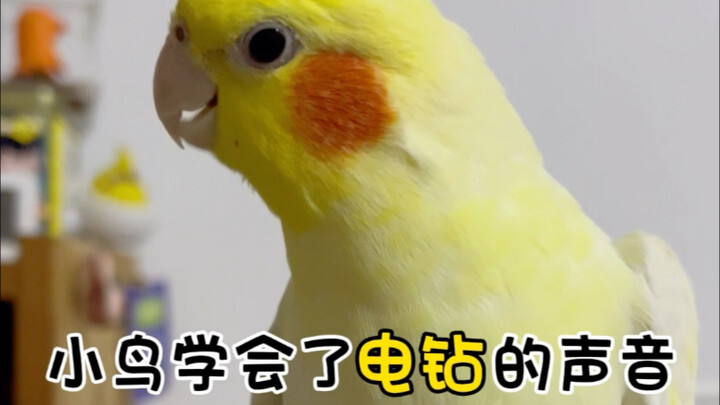 Do hàng xóm sửa nhà, chú chim nhỏ đã học được tiếng máy khoan…