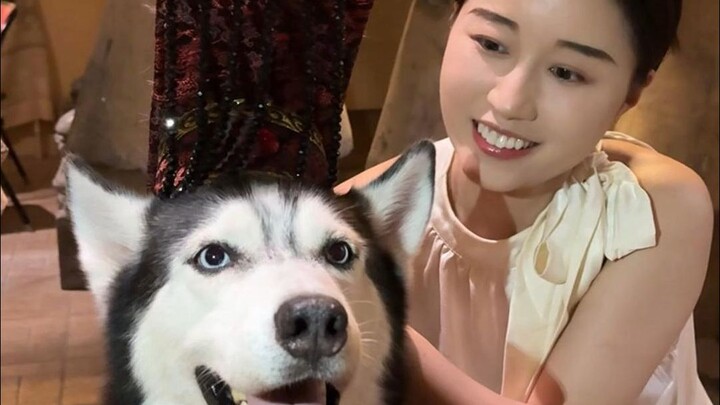 Hari ini aku mengajak Husky yang paling berperilaku baik di internet jalan-jalan! Keluke~ Kemarilah~