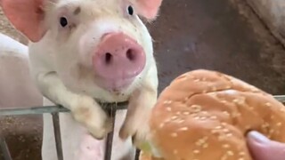 If you are not active in eating, there is something wrong with your brain